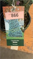 1 gallon Colorado Blue Spruce