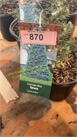 1 gallon Colorado Blue Spruce