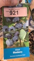 1.5 gallon Elliott Blueberry
