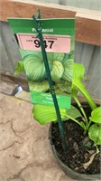 1 gallon Stained Glass Hosta
