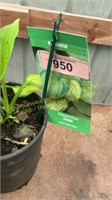 1 gallon Stained Glass Hosta