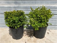 2 - Boxwood Plants