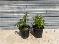 2 York Elderberry Plants