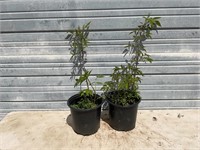 2 York Elderberry Plants