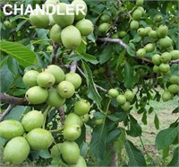 (50) Chandler Bareroot Walnut Trees