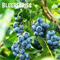 (25) Assorted Potted Blueberry Plants