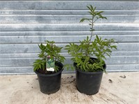 2 - York Elderberry Plants