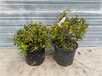 2 - Green and Gold Euonymus Plants