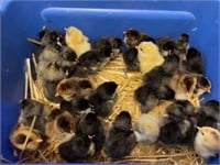 6 BYM Assorted Chicks- Hatched April 27/2024