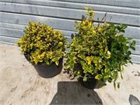2 - Green and Gold Euonymus Plants