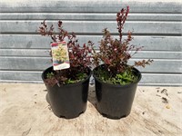 2 - Cascade Sunburst Huckleberry Plants
