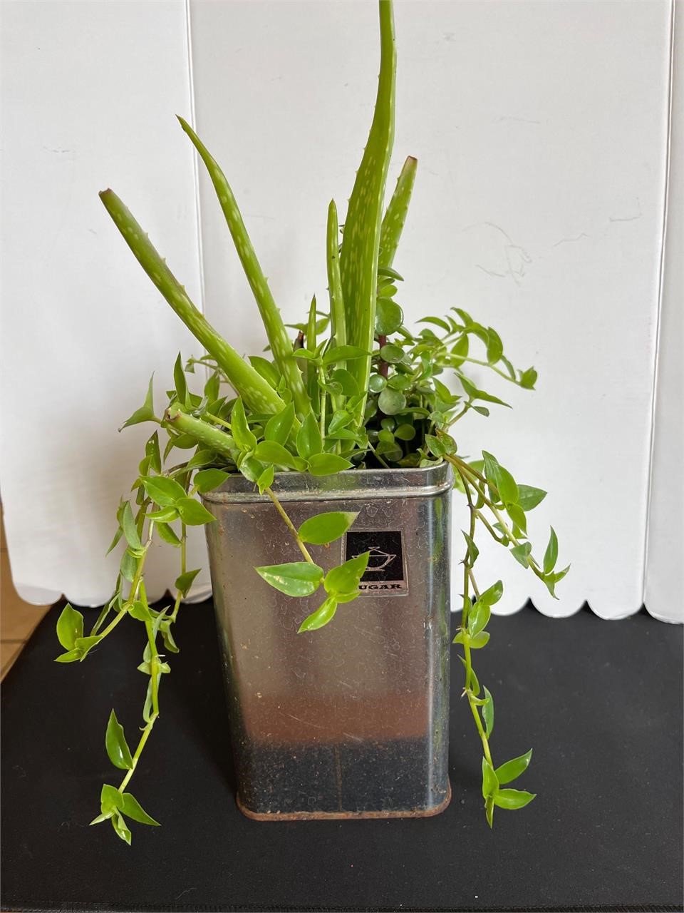 Live Succulents in metal planter 19”