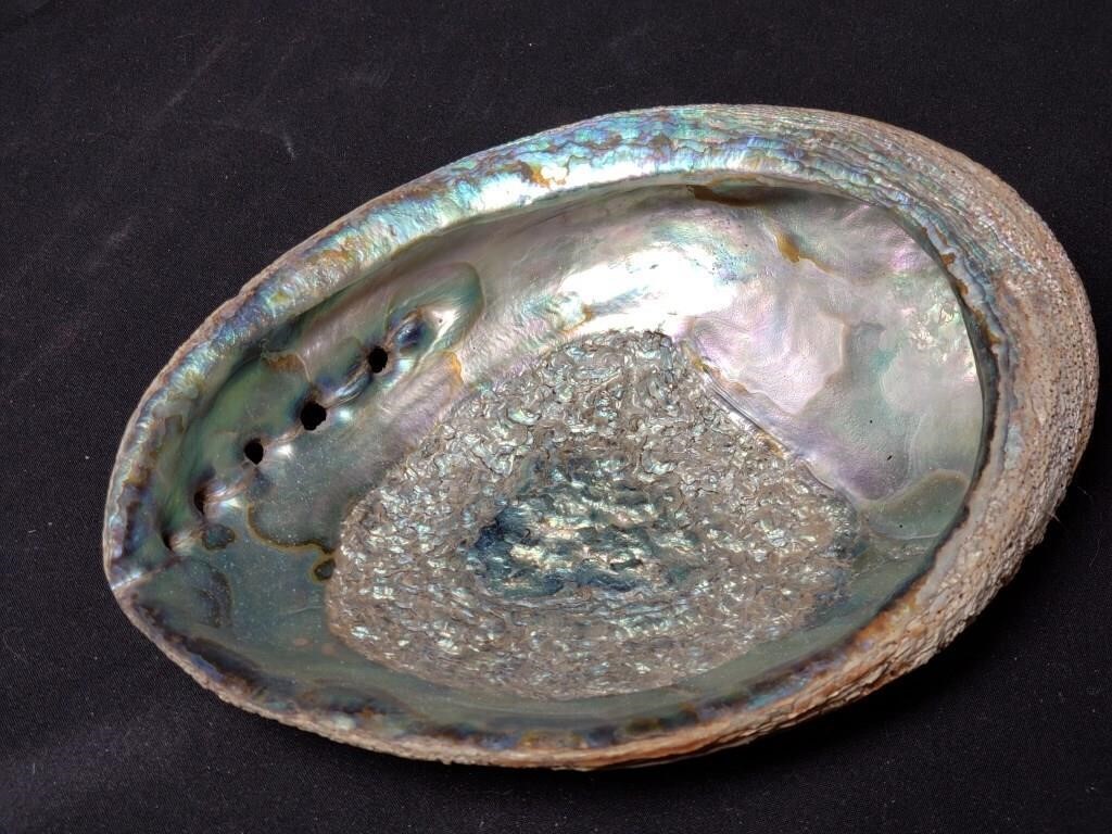 Abalone Shell - 7.5" long