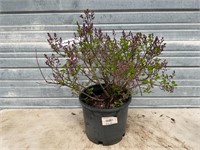Miss Kim Dwarf Lilac Plant