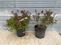 2 - Miss Kim Dwarf Lilac Plants