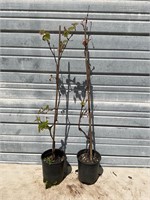 2 - Seedless Grape Plants