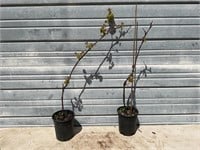 2 - Seedless Grape Plants