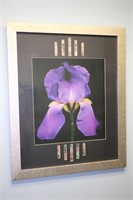 Large Matted and Framed Iris Artwork