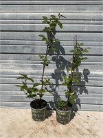 Apache Thornless Blackberry Plants