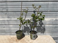 2 Thornless Blackberry Plants