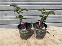 2 - Sweet Ark Ponka Blackberry Plants