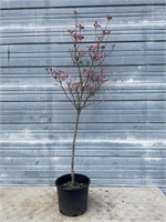 Flowering Pink Dogwood Tree