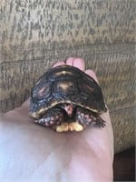 Small Redfoot Tortoise baby 

Very friendly.