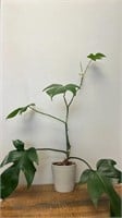 Florida green plant. 
New growth. Easy vining