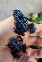 Powder Blue dart frog *pair*