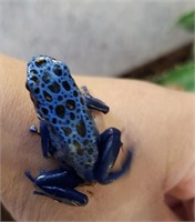 Powder blue dart frog *unsexed*