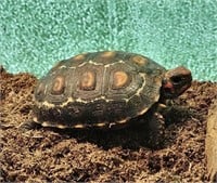 Cherry Head Tortoise