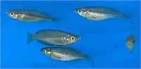 female Parkinsoni rainbow fish