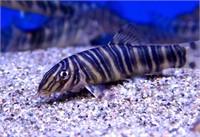 Zebra loach