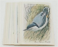Vintage Arm & Hammer Bird Tobacco Trading Cards