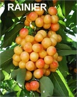 (50) Assorted Bareroot Cherry Trees