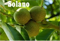 (25) Solano Bareroot Walnut Trees