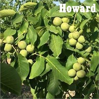 (25) Howard Bareroot Walnut Trees