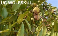 (25) UC Wolfskill Bareroot Walnut Trees