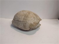 Prehistoric Turtle Fossil Shell