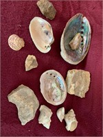 Shells & Minerals