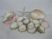 Sea Shells & A Starfish Largest 8"x 7.5"x 5"