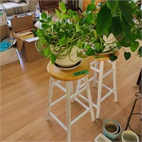 M149 Two live plants and 2 white/pine stools