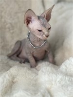 Female-Sphynx Kitten-Intact, bambino genetics