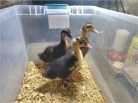 4 Ducklings - 3 weeks old