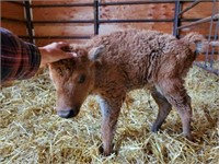 Heifer-BISON BOTTLE BABY! 04/28/2024