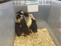 4 Ducklings - 3 weeks old