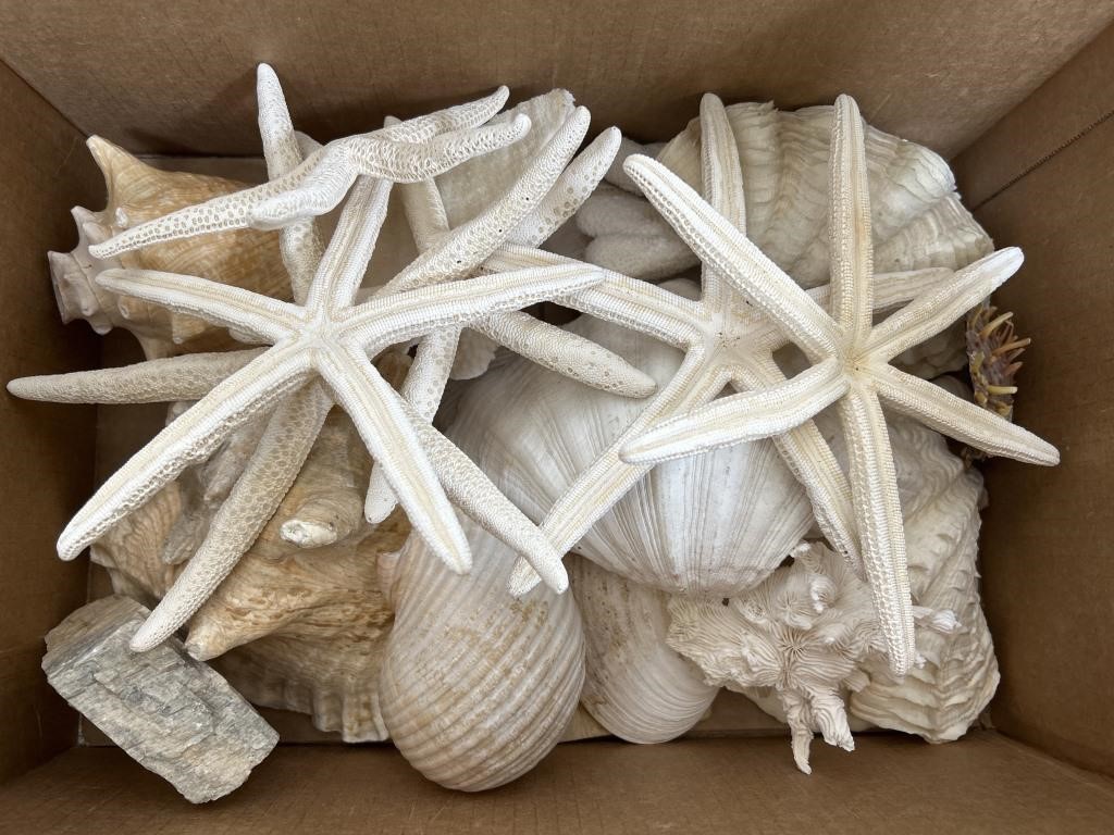 Box of large sea shells and starfish