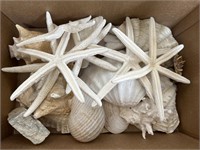 Box of large sea shells and starfish