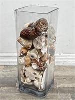 Large glass vase full of seashells, 
15 1/2” h.