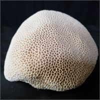 Brain coral specimen